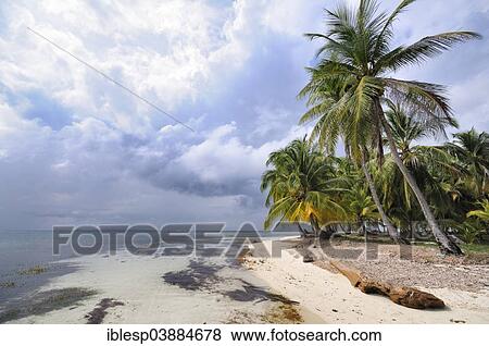 Stock Photo - "Lonely beach with palm trees, tropical island, Chichime Cays, San Blas Islands, Panama, North America". Fotosearch