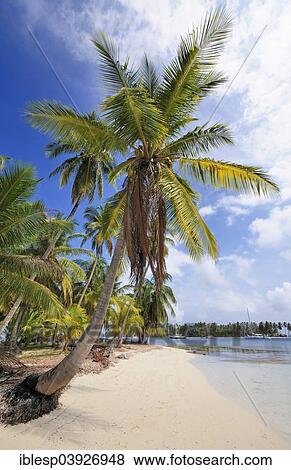 Stock Photo - "Lonely beach with palm trees, tropical island, Chichime Cays, San Blas Islands, Panama, North America". Fotosearch