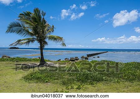 Stock Photo - "Lonely Palm tree in the Pacific National Historical Park, Guam, US Territory, Pacific, Oceania". Fotosearch