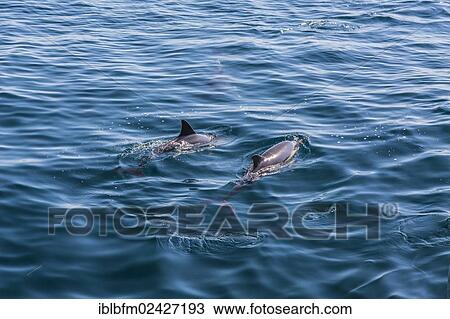"Long-beaked Common Dolphins (Delphinus capensis), dolphin watching, open sea, Atlantic Ocean, Lagos, Algarve, Portugal, Europe" View Large Photo Image Stock Image - "Long-beaked Common Dolphins (Delphinus capensis), dolphin watching, open sea, Atlantic Ocean, Lagos, Algarve, Portugal, Europe". Fotosearch