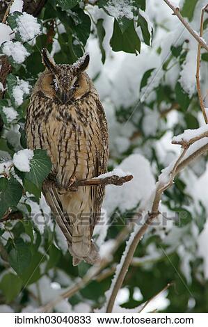 "Long-eared Owl (Asio otus), Bulgaria, Europe" View Large Photo Image Stock Image - "Long-eared Owl (Asio otus), Bulgaria, Europe". Fotosearch