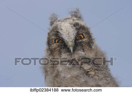 "Long-eared Owl (Asio otus), fledgling, close-up of head, at dusk, West Yorkshire, England, United Kingdom, Europe" View Large Photo Image Stock Photo - "Long-eared Owl (Asio otus), fledgling, close-up of head, at dusk, West Yorkshire, England, United Kingdom, Europe". Fotosearch
