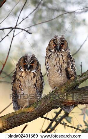 "Long-eared Owl (Asio otus), two young fledglings, branchlings sitting on a tree branch, Apetlon, Lake Neusiedl, Burgenland, Austria, Europe" View Large Photo Image Stock Photo - "Long-eared Owl (Asio otus), two young fledglings, branchlings sitting on a tree branch, Apetlon, Lake Neusiedl, Burgenland, Austria, Europe". Fotosearch