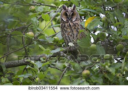 "Long-eared Owl (Asio otus), Weimar, Thuringia, Germany, Europe" View Large Photo Image Picture - "Long-eared Owl (Asio otus), Weimar, Thuringia, Germany, Europe". Fotosearch