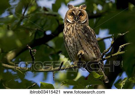 "Long-eared Owl (Asio otus), Weimar, Thuringia, Germany, Europe" View Large Photo Image Stock Image - "Long-eared Owl (Asio otus), Weimar, Thuringia, Germany, Europe". Fotosearch