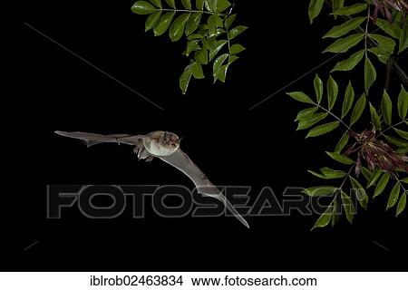 "Long-fingered Bat (Myotis capaccinii) in flight, Bulgaria, Europe" View Large Photo Image Picture - "Long-fingered Bat (Myotis capaccinii) in flight, Bulgaria, Europe". Fotosearch