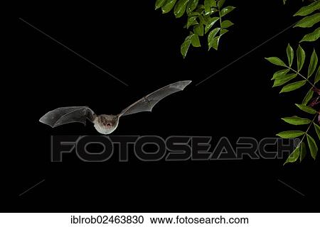 "Long-fingered Bat (Myotis capaccinii) in flight, Bulgaria, Europe" View Large Photo Image Stock Image - "Long-fingered Bat (Myotis capaccinii) in flight, Bulgaria, Europe". Fotosearch