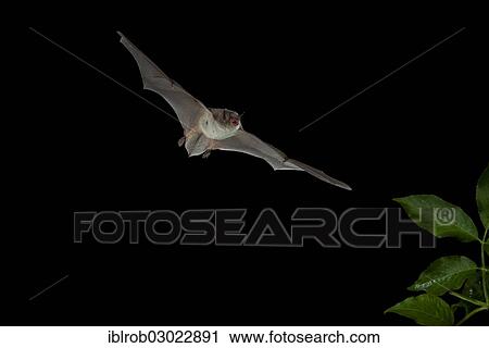 "Long-fingered Bat (Myotis capaccinii) in flight, North Bulgaria, Bulgaria, Europe" View Large Photo Image Stock Image - "Long-fingered Bat (Myotis capaccinii) in flight, North Bulgaria, Bulgaria, Europe". Fotosearch