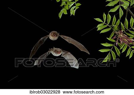 "Long-fingered Bat (Myotis capaccinii) and Bent-wing Bat, Schreibers' Long-fingered Bat or Schreibers' Bat (Miniopterus schreibersii) in flight, North Bulgaria, Bulgaria, Europe" View Large Photo Image Stock Photo - "Long-fingered Bat (Myotis capaccinii) and Bent-wing Bat, Schreibers' Long-fingered Bat or Schreibers' Bat (Miniopterus schreibersii) in flight, North Bulgaria, Bulgaria, Europe". Fotosearch