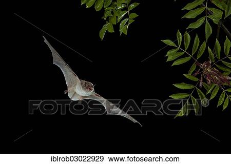 "Long-fingered Bat (Myotis capaccinii) in flight, North Bulgaria, Bulgaria, Europe" View Large Photo Image Stock Photo - "Long-fingered Bat (Myotis capaccinii) in flight, North Bulgaria, Bulgaria, Europe". Fotosearch