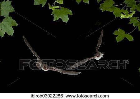 "Long-fingered Bat (Myotis capaccinii) and Bent-wing Bat, Schreibers' Long-fingered Bat or Schreibers' Bat (Miniopterus schreibersii) in flight, North Bulgaria, Bulgaria, Europe" View Large Photo Image Stock Photograph - "Long-fingered Bat (Myotis capaccinii) and Bent-wing Bat, Schreibers' Long-fingered Bat or Schreibers' Bat (Miniopterus schreibersii) in flight, North Bulgaria, Bulgaria, Europe". Fotosearch
