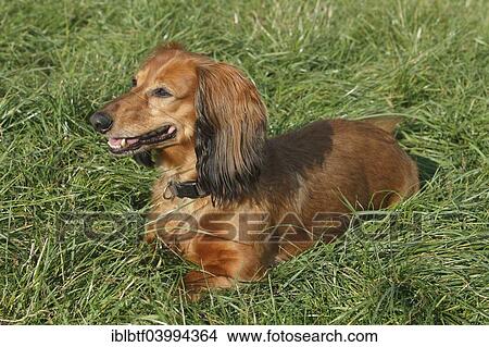 Picture - "Long-haired dachshund, male dog, 7 years, North Rhine-Westphalia, Germany, Europe". Fotosearch
