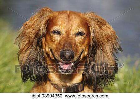"Long-haired dachshund, male dog, 7 years, North Rhine-Westphalia, Germany, Europe" View Large Photo Image Stock Image - "Long-haired dachshund, male dog, 7 years, North Rhine-Westphalia, Germany, Europe". Fotosearch