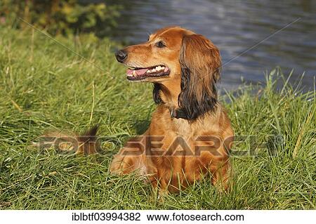 "Long-haired dachshund, male dog, 7 years, North Rhine-Westphalia, Germany, Europe" View Large Photo Image Stock Image - "Long-haired dachshund, male dog, 7 years, North Rhine-Westphalia, Germany, Europe". Fotosearch