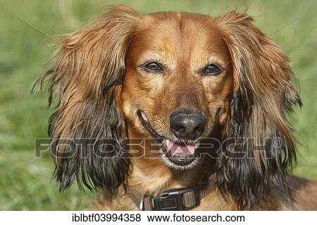 Stock Photo - "Long-haired dachshund, male dog, 7 years, North Rhine-Westphalia, Germany, Europe". Fotosearch