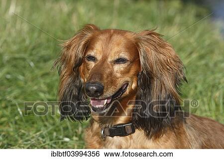 "Long-haired dachshund, male dog, 7 years, North Rhine-Westphalia, Germany, Europe" View Large Photo Image Stock Photograph - "Long-haired dachshund, male dog, 7 years, North Rhine-Westphalia, Germany, Europe". Fotosearch