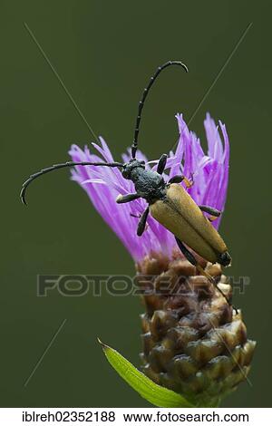 "Long-horned beetle (Leptura rubra), male, Hopfgarten, Tyrol, Austria, Europe" View Large Photo Image Stock Photo - "Long-horned beetle (Leptura rubra), male, Hopfgarten, Tyrol, Austria, Europe". Fotosearch