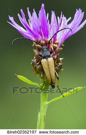 "Long-horned beetle (Leptura rubra), male, Hopfgarten, Tyrol, Austria, Europe" View Large Photo Image Stock Photo - "Long-horned beetle (Leptura rubra), male, Hopfgarten, Tyrol, Austria, Europe". Fotosearch