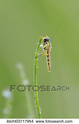"Long Hoverfly (Sphaerophoria scripta) on a blade of grass with morning dew, North Rhine-Westphalia, Germany, Europe" View Large Photo Image Picture - "Long Hoverfly (Sphaerophoria scripta) on a blade of grass with morning dew, North Rhine-Westphalia, Germany, Europe". Fotosearch