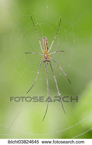 "Long-jawed Orb-weaver Spider (Tetragnatha extensa), in a web, North Rhine-Westphalia, Germany, Europe" View Large Photo Image Stock Photography - "Long-jawed Orb-weaver Spider (Tetragnatha extensa), in a web, North Rhine-Westphalia, Germany, Europe". Fotosearch