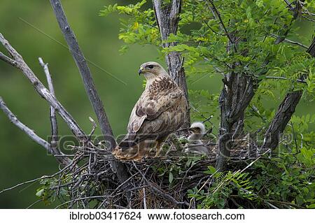 "Long-legged Buzzard (Buteo Rufinus), male at nest, North Bulgaria, Bulgaria, Europe" View Large Photo Image Picture - "Long-legged Buzzard (Buteo Rufinus), male at nest, North Bulgaria, Bulgaria, Europe". Fotosearch