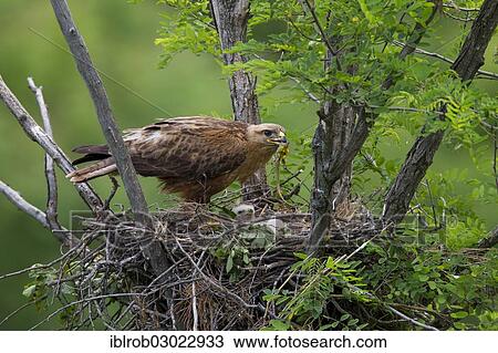 "Long-legged Buzzard (Buteo Rufinus), female with young green lizard in beak and chick, young bird, on nest, North Bulgaria, Bulgaria, Europe" View Large Photo Image Stock Image - "Long-legged Buzzard (Buteo Rufinus), female with young green lizard in beak and chick, young bird, on nest, North Bulgaria, Bulgaria, Europe". Fotosearch