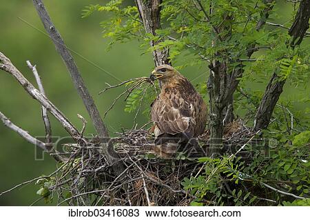 "Long-legged Buzzard (Buteo Rufinus), female on nest with branch in beak, North Bulgaria, Bulgaria, Europe" View Large Photo Image Stock Image - "Long-legged Buzzard (Buteo Rufinus), female on nest with branch in beak, North Bulgaria, Bulgaria, Europe". Fotosearch