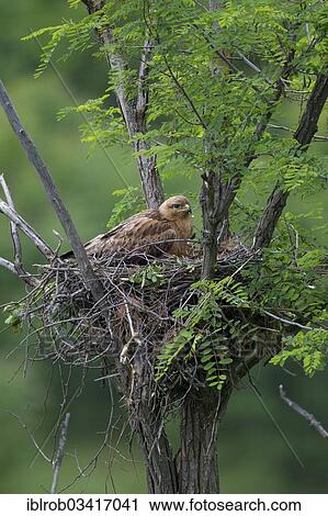"Long-legged Buzzard (Buteo Rufinus), female on nest, North Bulgaria, Bulgaria, Europe" View Large Photo Image Stock Image - "Long-legged Buzzard (Buteo Rufinus), female on nest, North Bulgaria, Bulgaria, Europe". Fotosearch