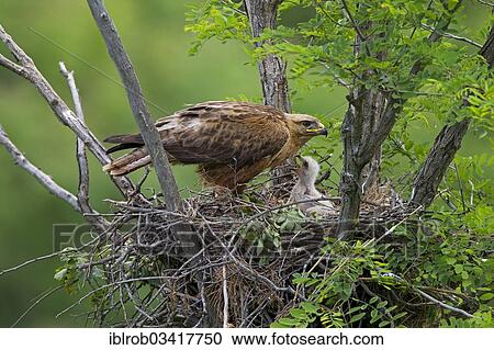 "Long-legged Buzzard (Buteo Rufinus), female with chick, young bird, on the nest, North Bulgaria, Bulgaria, Europe" View Large Photo Image Stock Image - "Long-legged Buzzard (Buteo Rufinus), female with chick, young bird, on the nest, North Bulgaria, Bulgaria, Europe". Fotosearch