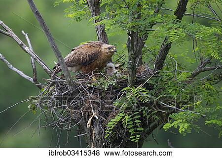 Stock Photo - "Long-legged Buzzard (Buteo Rufinus), female with chick, young bird, on nest, North Bulgaria, Bulgaria, Europe". Fotosearch