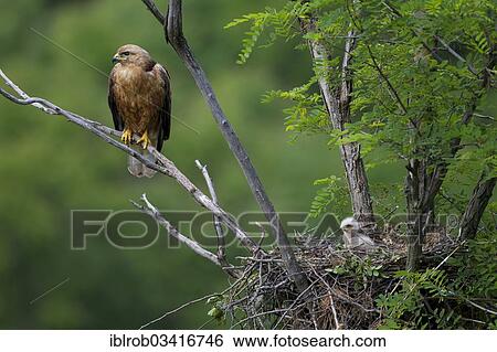 "Long-legged Buzzard (Buteo Rufinus), female, with chick on nest, North Bulgaria, Bulgaria, Europe" View Large Photo Image Stock Photograph - "Long-legged Buzzard (Buteo Rufinus), female, with chick on nest, North Bulgaria, Bulgaria, Europe". Fotosearch