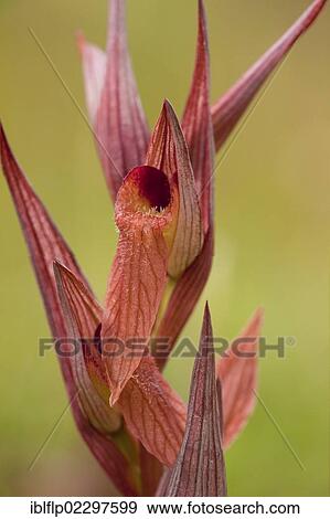 "Long-lipped Tongue Orchid (Serapias vomeracea), close-up of flowers, Southern Italy, Europe" View Large Photo Image Stock Photo - "Long-lipped Tongue Orchid (Serapias vomeracea), close-up of flowers, Southern Italy, Europe". Fotosearch