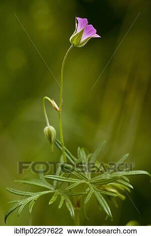 "Long-stalked Cranesbill (Geranium columbinum), flowering, Slovenia, Europe" View Large Photo Image Stock Image - "Long-stalked Cranesbill (Geranium columbinum), flowering, Slovenia, Europe". Fotosearch
