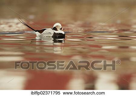 "Long-tailed Duck (Clangula hyemalis), adult male, winter plumage, Norway, Europe" View Large Photo Image Stock Photography - "Long-tailed Duck (Clangula hyemalis), adult male, winter plumage, Norway, Europe". Fotosearch