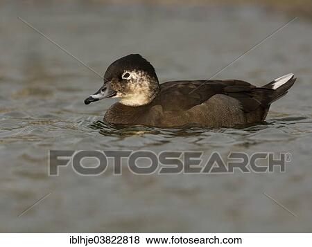 "Long-tailed Duck or Oldwoman (Clangula hyemalis), Texel, North Holland, Netherlands" View Large Photo Image Stock Photo - "Long-tailed Duck or Oldwoman (Clangula hyemalis), Texel, North Holland, Netherlands". Fotosearch