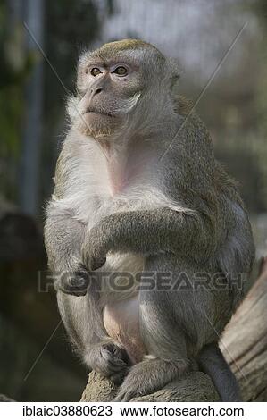 Stock Image - "Long-tailed Macaque (Macaca fascicularis), Linz Zoo, Linz, Upper Austria, Austria, Europe". Fotosearch