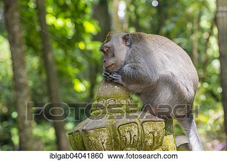 Stock Image - "Long-Tailed Macaque or Crab-eating Macaque (Macaca fascicularis), Sacred Monkey Forest Ubud, Bali, Indonesia, Asia". Fotosearch