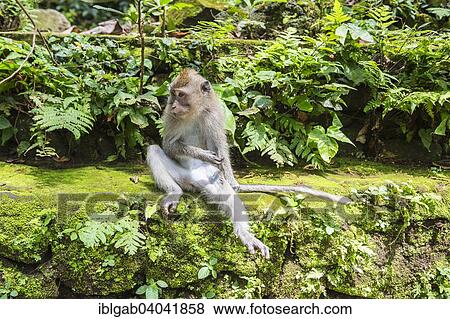 "Long-Tailed Macaque or Crab-eating Macaque (Macaca fascicularis), Sacred Monkey Forest Ubud, Bali, Indonesia, Asia" View Large Photo Image Stock Photo - "Long-Tailed Macaque or Crab-eating Macaque (Macaca fascicularis), Sacred Monkey Forest Ubud, Bali, Indonesia, Asia". Fotosearch