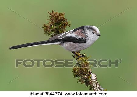 "Long-tailed Tit (Aegithalos caudatus) perched on a moss-covered branch, North Rhine-Westphalia, Germany, Europe" View Large Photo Image Picture - "Long-tailed Tit (Aegithalos caudatus) perched on a moss-covered branch, North Rhine-Westphalia, Germany, Europe". Fotosearch
