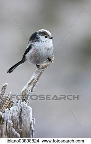 "Long-tailed Tit (Aegithalos caudatus europaeus), Tyrol, Austria, Europe" View Large Photo Image Picture - "Long-tailed Tit (Aegithalos caudatus europaeus), Tyrol, Austria, Europe". Fotosearch