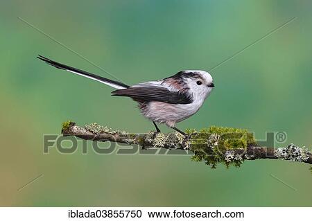 "Long-tailed Tit (Aegithalos caudatus) perched on a branch, North Rhine-Westphalia, Germany, Europe" View Large Photo Image Stock Image - "Long-tailed Tit (Aegithalos caudatus) perched on a branch, North Rhine-Westphalia, Germany, Europe". Fotosearch