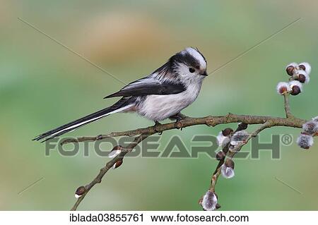 "Long-tailed Tit (Aegithalos caudatus) perched on a branch of Goat Willow (Salix caprea), North Rhine-Westphalia, Germany, Europe" View Large Photo Image Stock Image - "Long-tailed Tit (Aegithalos caudatus) perched on a branch of Goat Willow (Salix caprea), North Rhine-Westphalia, Germany, Europe". Fotosearch