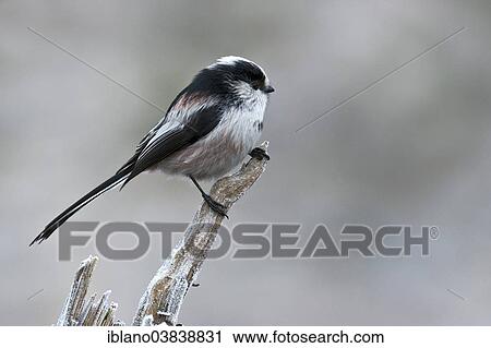 "Long-tailed Tit (Aegithalos caudatus europaeus), Tyrol, Austria, Europe" View Large Photo Image Stock Image - "Long-tailed Tit (Aegithalos caudatus europaeus), Tyrol, Austria, Europe". Fotosearch