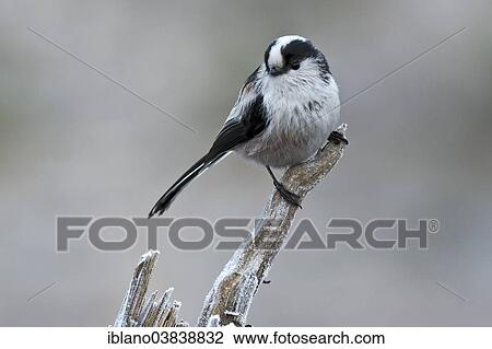"Long-tailed Tit (Aegithalos caudatus europaeus), Tyrol, Austria, Europe" View Large Photo Image Stock Image - "Long-tailed Tit (Aegithalos caudatus europaeus), Tyrol, Austria, Europe". Fotosearch