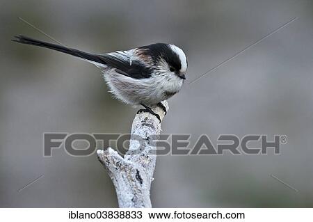 Stock Image - "Long-tailed Tit (Aegithalos caudatus europaeus), Tyrol, Austria, Europe". Fotosearch