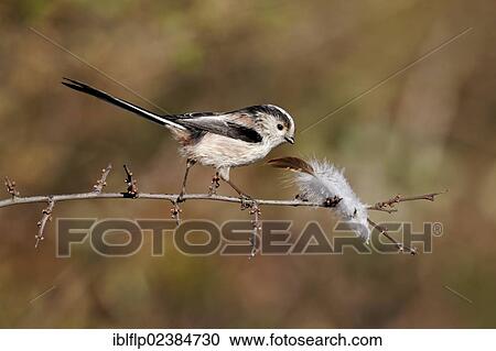 Stock Image - "Long-tailed Tit (Aegithalos caudatus), adult, collecting feather for nesting material, Warwickshire, England, United Kingdom, Europe". Fotosearch