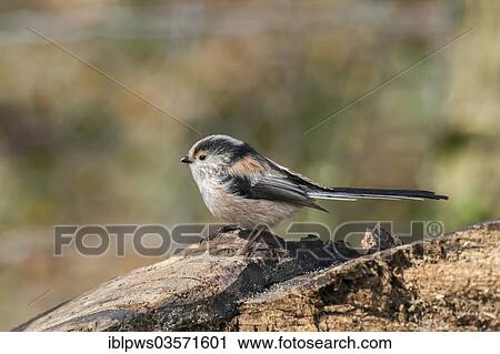 "Long-tailed tit (Aegithalos caudatus), perched on wood, Bridgend, Wales, United Kingdom, Europe" View Large Photo Image Stock Image - "Long-tailed tit (Aegithalos caudatus), perched on wood, Bridgend, Wales, United Kingdom, Europe". Fotosearch
