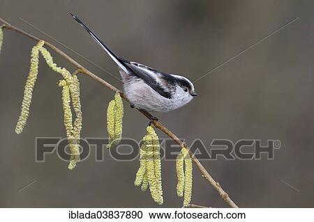 Stock Image - "Long-tailed Tit or Long-tailed Bushtit (Aegithalos caudata) perched on the branch of a flowering Common Hazel (Corylus avellana), North Rhine-Westphalia, Germany, Europe". Fotosearch