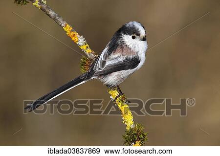"Long-tailed Tit or Long-tailed Bushtit (Aegithalos caudatus) perched on a branch covered with lichen, North Rhine-Westphalia, Germany, Europe" View Large Photo Image Stock Photo - "Long-tailed Tit or Long-tailed Bushtit (Aegithalos caudatus) perched on a branch covered with lichen, North Rhine-Westphalia, Germany, Europe". Fotosearch