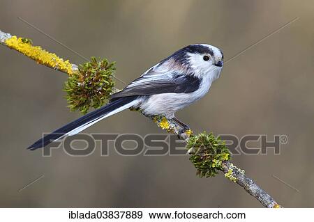 "Long-tailed Tit or Long-tailed Bushtit (Aegithalos caudatus) perched on a branch covered with lichen, North Rhine-Westphalia, Germany, Europe" View Large Photo Image Stock Photo - "Long-tailed Tit or Long-tailed Bushtit (Aegithalos caudatus) perched on a branch covered with lichen, North Rhine-Westphalia, Germany, Europe". Fotosearch